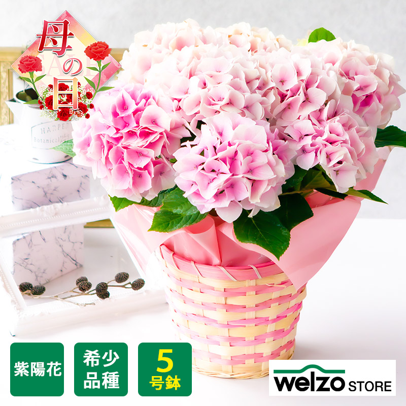 5 9以降のお届け Off 母の日 22 花 ギフト アジサイ コットンキャンディ 鹿児島産地から直送 母の日 お祝い あじさい 紫陽花 日時指定不可 Welzo Store 通販 Paypayモール