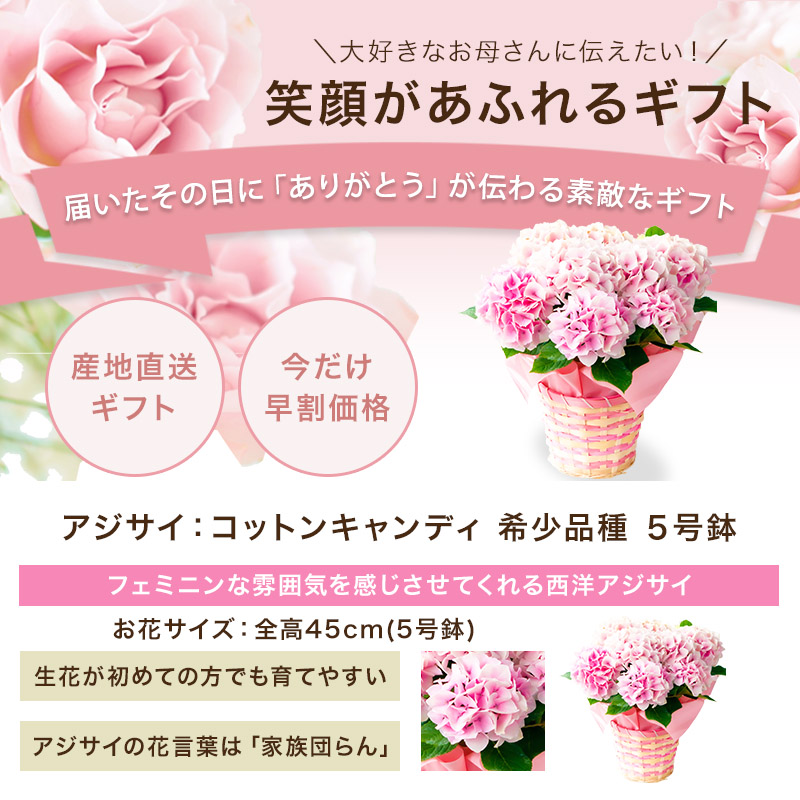 5 9以降のお届け Off 母の日 22 花 ギフト アジサイ コットンキャンディ 鹿児島産地から直送 母の日 お祝い あじさい 紫陽花 日時指定不可 Welzo Store 通販 Paypayモール