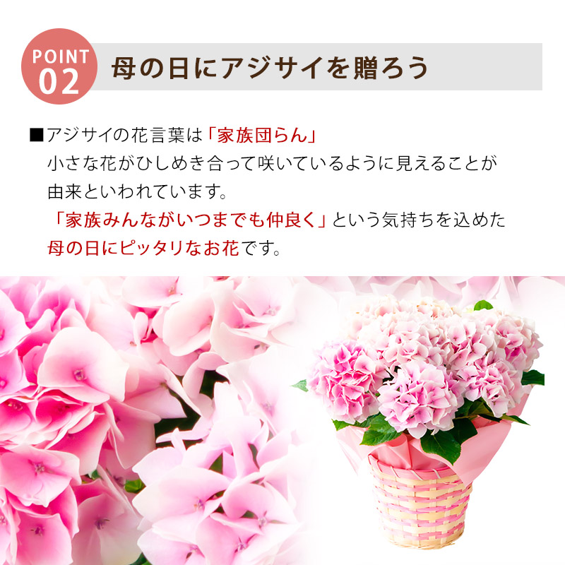 5 9以降のお届け Off 母の日 22 花 ギフト アジサイ コットンキャンディ 鹿児島産地から直送 母の日 お祝い あじさい 紫陽花 日時指定不可 Welzo Store 通販 Paypayモール
