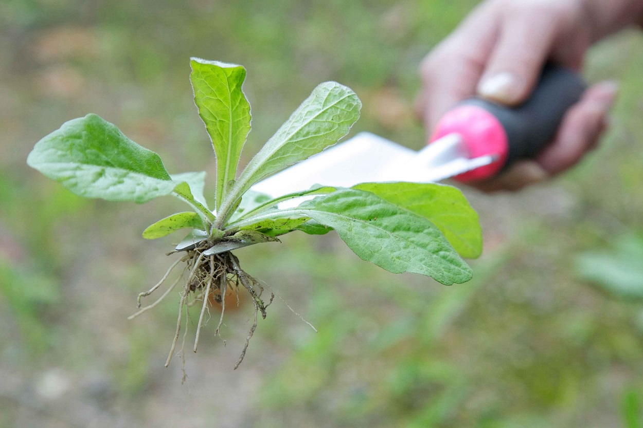 セーブインダストリー 頑丈根切りスコップ 園芸 家庭菜園 ガーデン