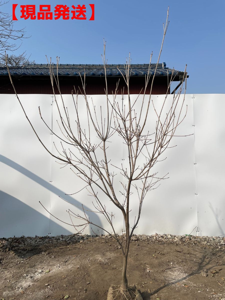 紅花ヤマボウシ (サトミ) 樹高1.9-2.2m 山法師 シンボルツリー 落葉