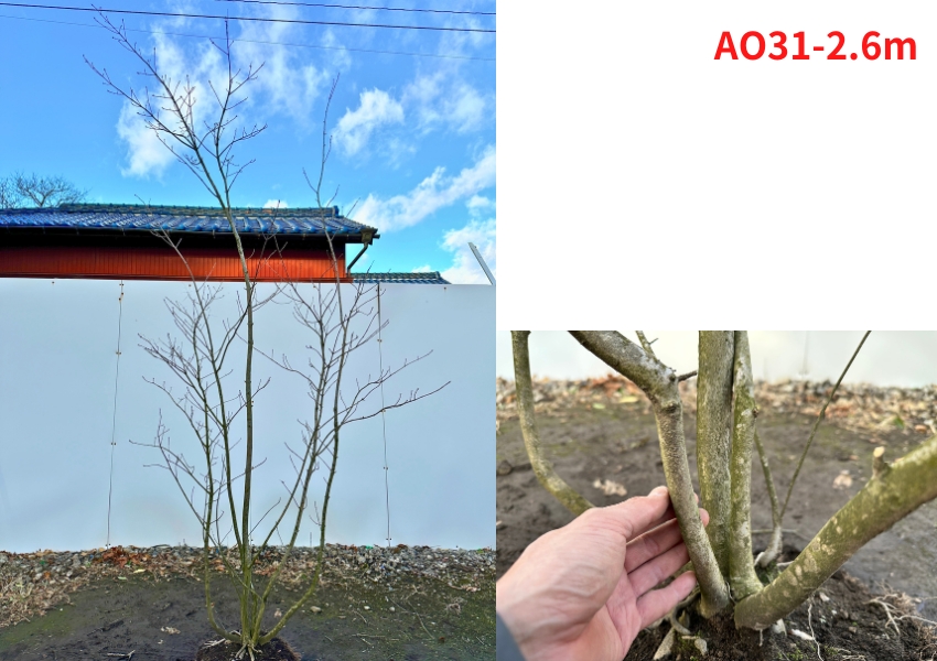 現品発送 アオダモ 株立ち 樹高2.3-2.6m(根鉢含まず）あおだも 苗木 苗