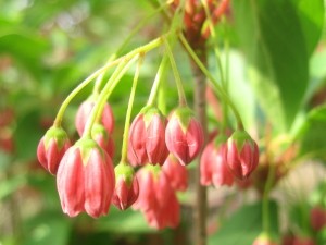 紅更紗ドウダンツツジ(紅葉)