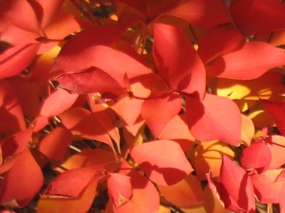 ドウダンツツジ(紅葉)