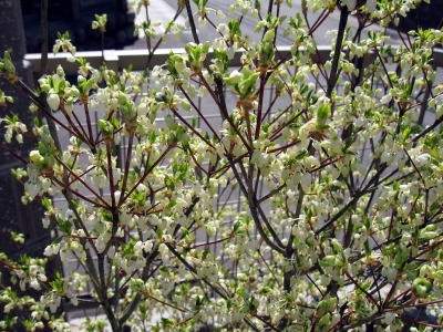 白花ドウダンツツジ(花)