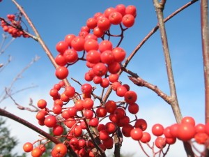 コハウチワカエデ 株立ち 現品発送 樹高1.8-2.0m(根鉢含まず) シンボル