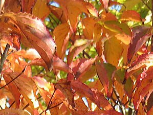 ヤマボウシ(紅葉)