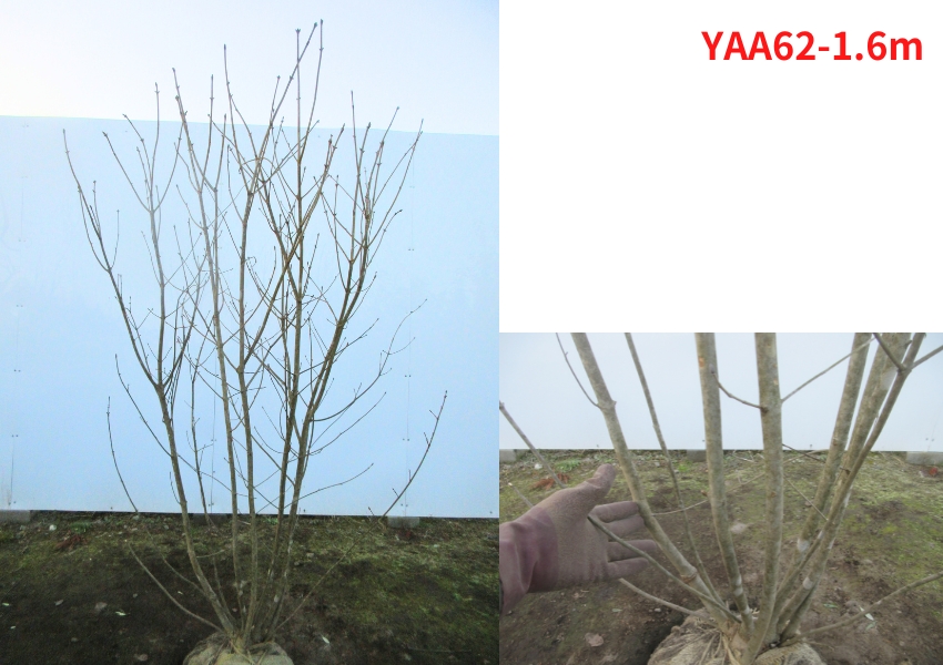 現品発送 アオダモ 株立ち 樹高1.6-1.7m(根鉢含まず）雑木 落葉高木