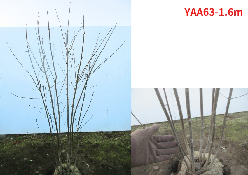 現品発送 アオダモ 株立ち 樹高1.6-1.7m(根鉢含まず）雑木 落葉高木