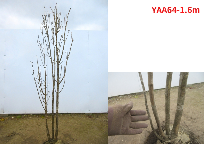 現品発送 アオダモ 株立ち 樹高1.6-1.7m(根鉢含まず）雑木 落葉高木