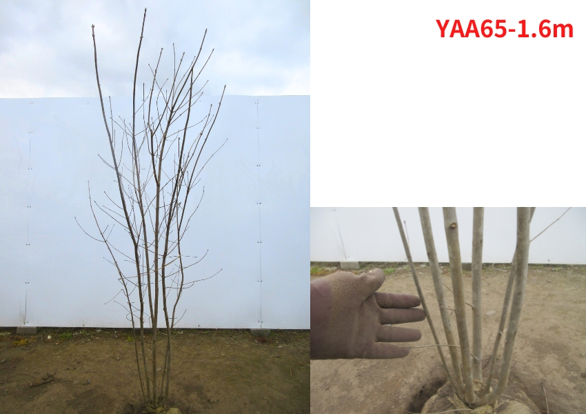 現品発送 アオダモ 株立ち 樹高1.6-1.7m(根鉢含まず）雑木 落葉高木