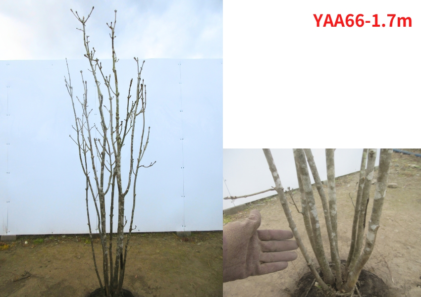 アオダモ株立ちのおすすめ人気商品一覧 通販 - Yahoo!ショッピング