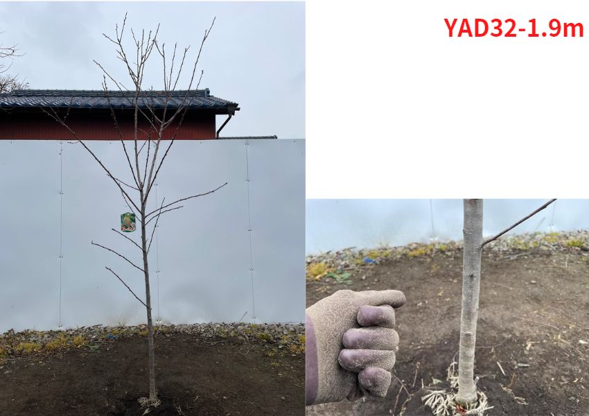 現品発送 アーモンドの木 樹高1.9-2.3m(根鉢含まず）苗木