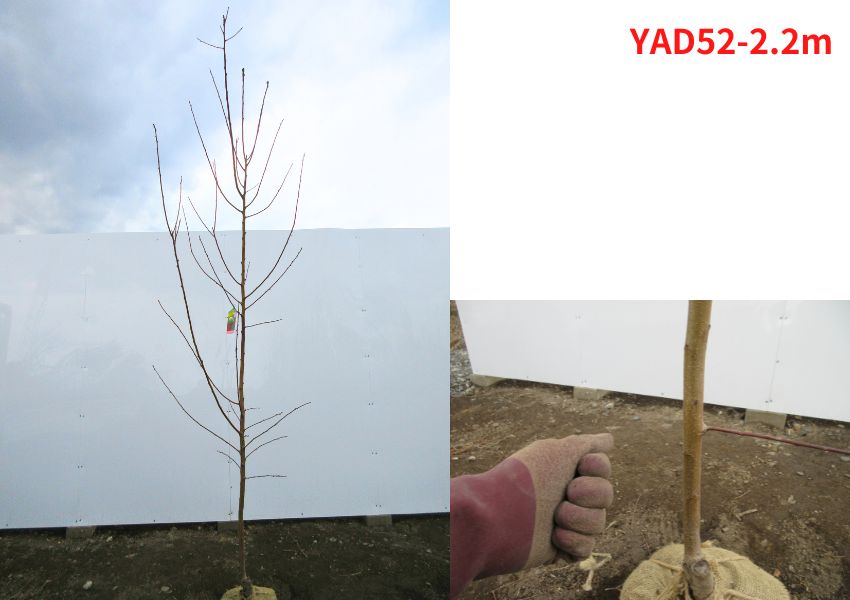 現品発送 アーモンドの木 樹高2.1-2.5m(根鉢含まず）苗木 苗 シンボル