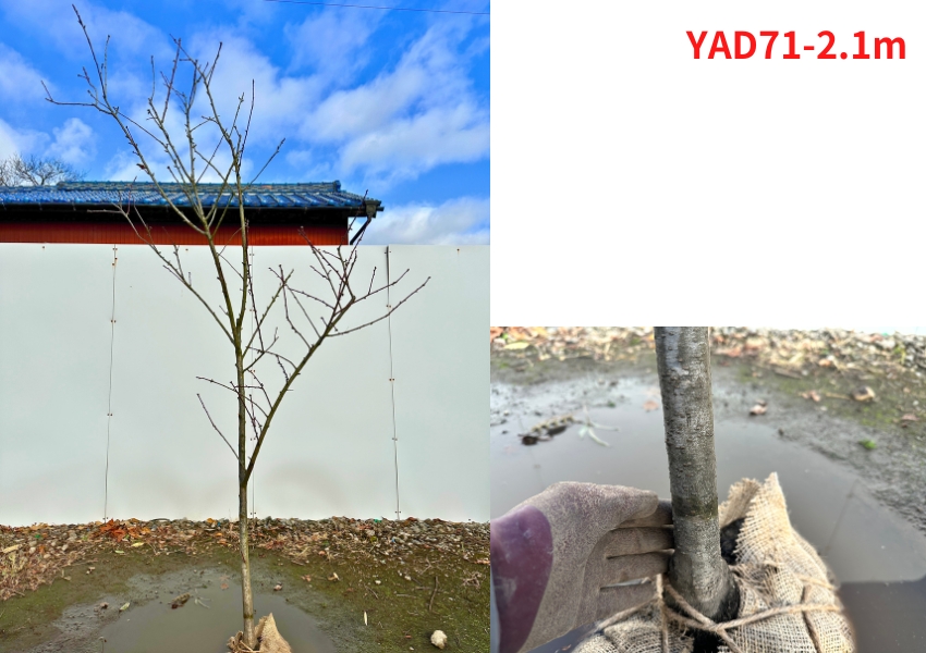 現品発送 アーモンドの木 樹高2.1-2.5m(根鉢含まず）苗木 苗 シンボル