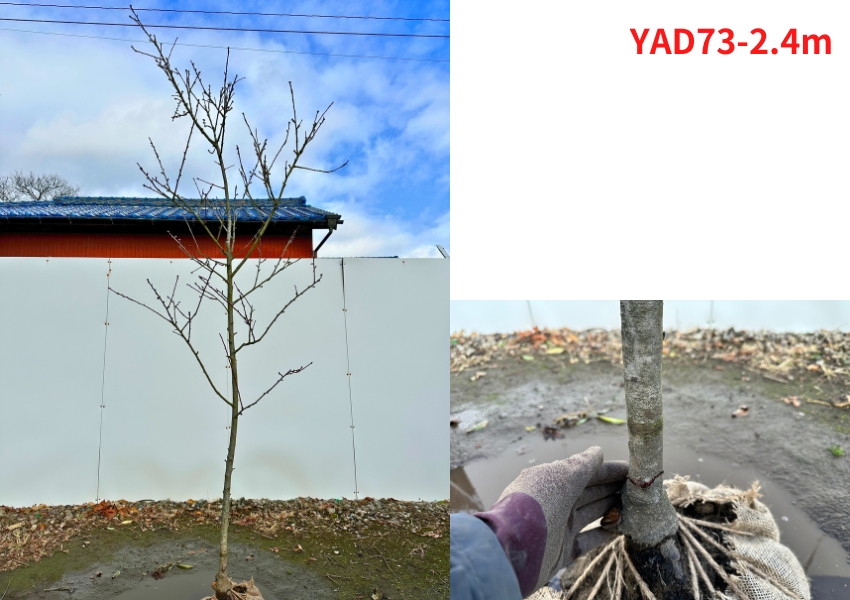 現品発送 アーモンドの木 樹高2.1-2.5m(根鉢含まず）苗木 苗 シンボル