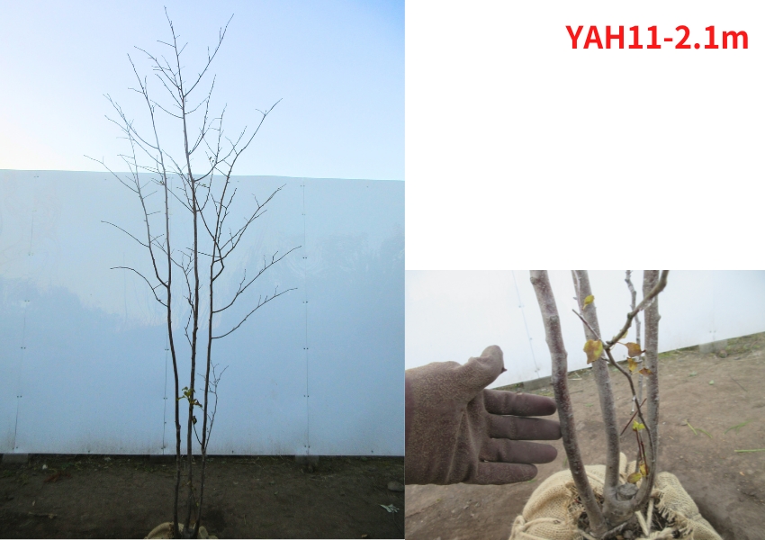 現品発送 アオハダ 株立 樹高2.0-2.1m(根鉢含まず） 落葉樹 落葉高木