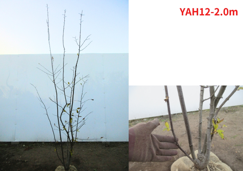 現品発送 アオハダ 株立 樹高2.0-2.1m(根鉢含まず） 落葉樹 落葉高木