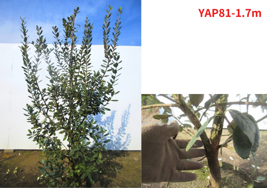 果樹の苗、苗木（果樹種類：フェイジョア）｜苗木、植木｜花