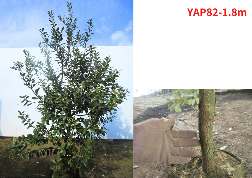 果樹の苗、苗木（果樹種類：フェイジョア）｜苗木、植木｜花