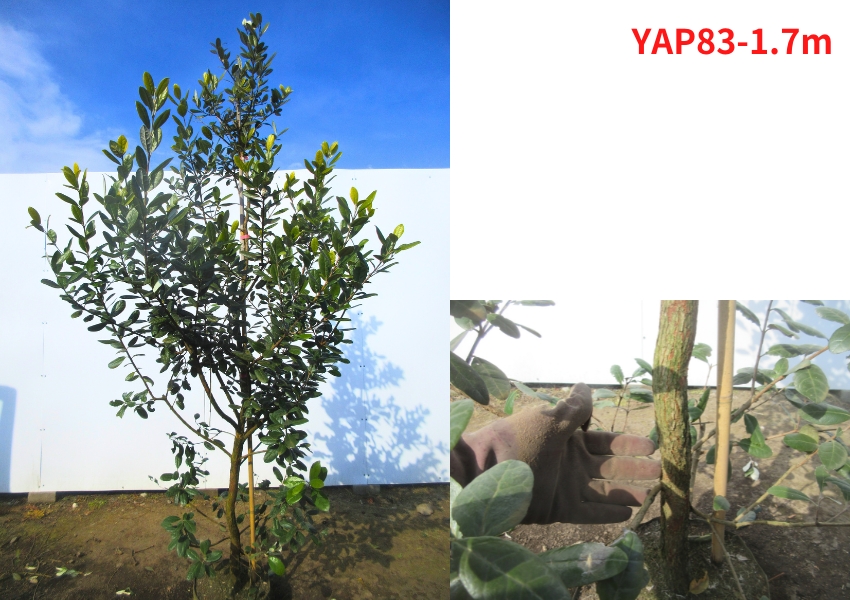 果樹の苗、苗木（果樹種類：フェイジョア）｜苗木、植木｜花