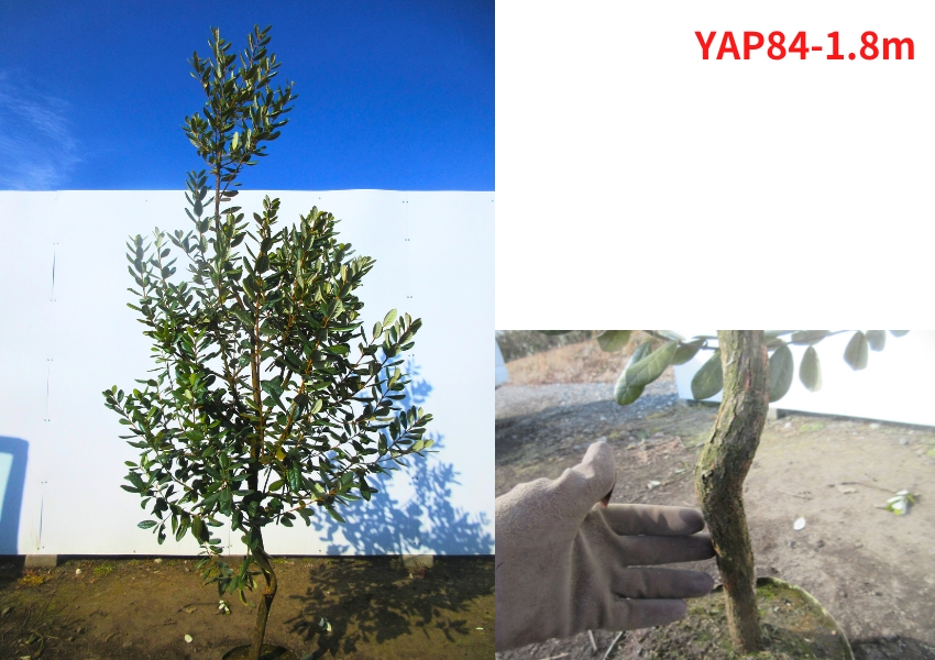 現品発送 フェイジョア アポロ 実のなる特大サイズ！樹高1.7-1.8m(根鉢含まず） シンボルツリー 苗木 苗 庭木 植木 常緑樹 常緑高木 爆買 |  | 04