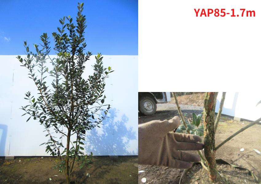 現品発送 フェイジョア アポロ 実のなる特大サイズ！樹高1.7-1.8m(根鉢含まず） シンボルツリー 苗木 苗 庭木 植木 常緑樹 常緑高木 爆買 |  | 05