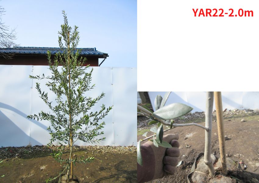 現品発送 オリーブの木 アルベキナ 樹高2.0m-2.1m(根鉢含まず
