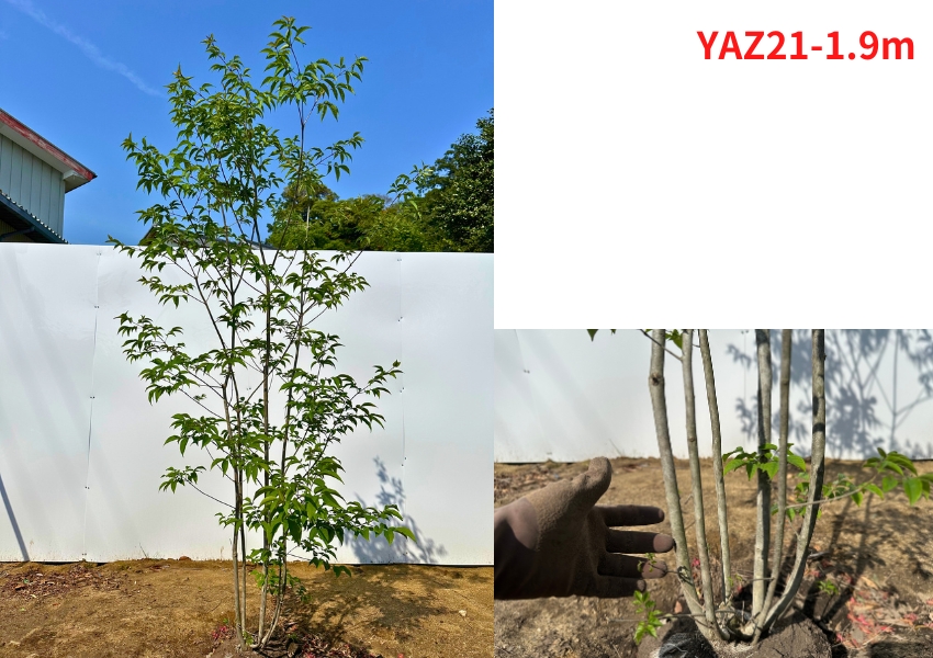 アオダモ2.3m　庭木　植木 現品発送 アオダモ 本株立ち 樹高1.9-2.1m(根鉢含まず）苗 苗木
