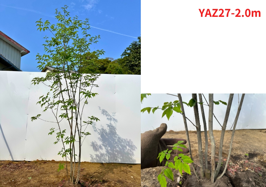 現品発送 アオダモ 本株立ち 樹高1.9-2.1m(根鉢含まず）苗 苗木