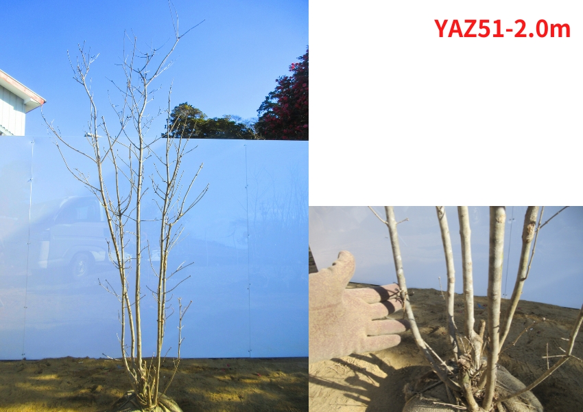 現品発送 アオダモ 株立ち 樹高1.8-2.1m(根鉢含まず）苗 苗木 シンボル