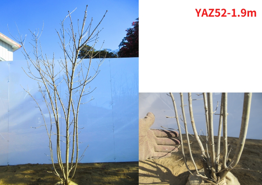 現品発送 アオダモ 株立ち 樹高1.8-2.1m(根鉢含まず）苗 苗木 シンボル