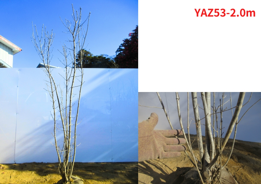 現品発送 アオダモ 株立ち 樹高1.8-2.1m(根鉢含まず）苗 苗木 シンボル