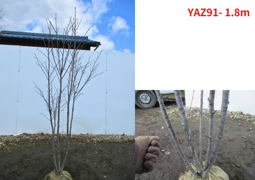 現品発送 アズキナシ 樹高1.8-2.3m(根鉢含まず）シンボルツリー 落葉樹 落葉高木 庭木 雑木