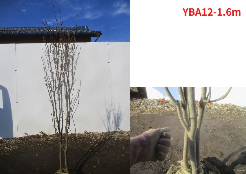現品発送 ツリバナ 株立 樹高1.6-1.7m(根鉢含まず）シンボルツリー