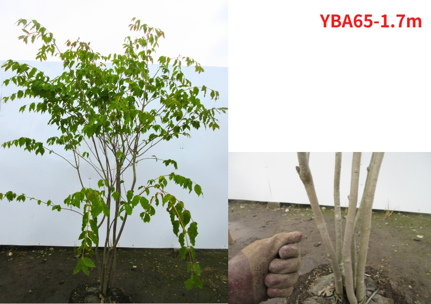 現品発送 ツリバナ 株立 樹高1.6-1.7m(根鉢含まず）シンボルツリー