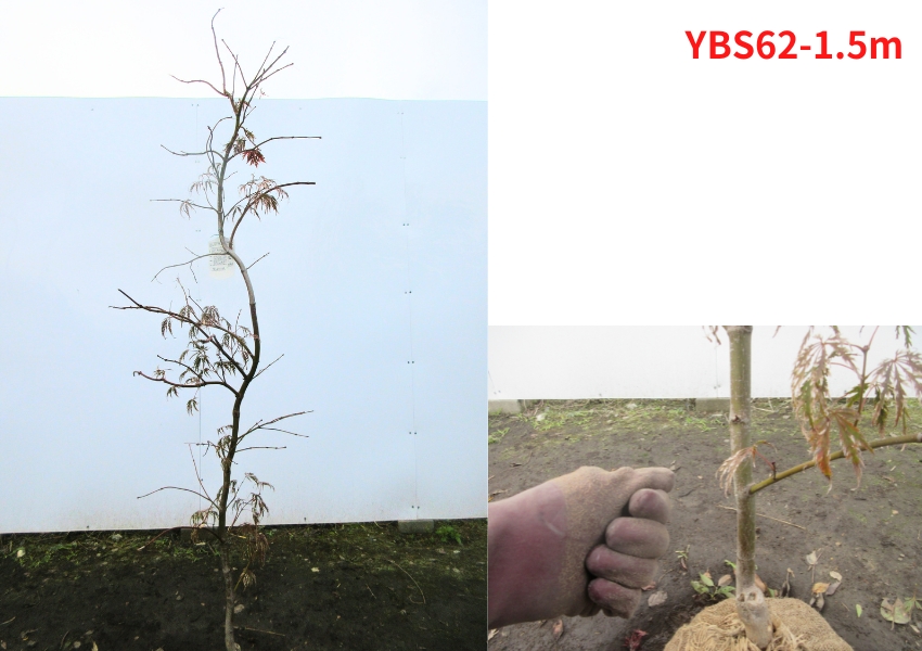 現品発送 ベニシダレモミジ (紅枝垂れ紅葉) 樹高1.5-1.6m(鉢底含まず