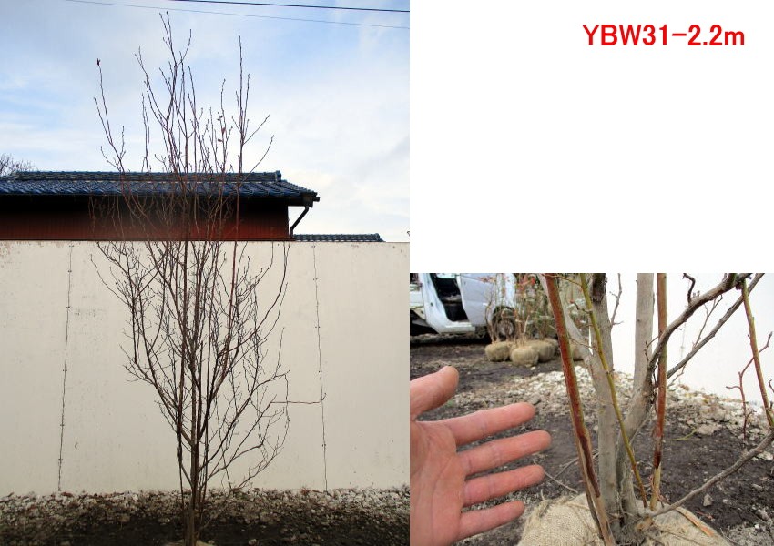 現品発送特大ブルーベリー ブルーシャワー 樹高2.0-2.3mラビットアイ系