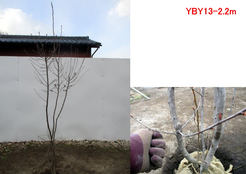 現品発送 利休梅 リキュウバイ 樹高1 7m 2 2m 根鉢含まず シンボルツリー 落葉樹 落葉高木 庭木 G0279 ぐりーんぐりーん 通販 Yahoo ショッピング