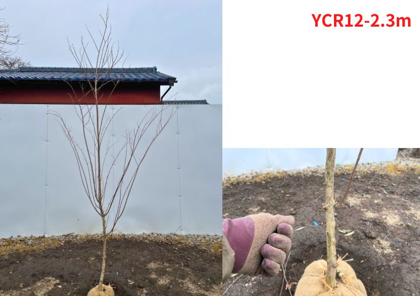 現品発送 サルスベリ 百日紅 カントリーレッド 赤花 樹高2.0-2.3