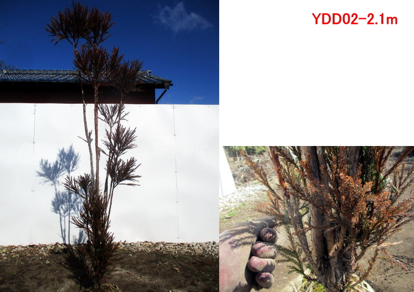 現品発送 ダイスギ 台杉 樹高1.9-2.2m(根鉢含まず）シンボルツリー