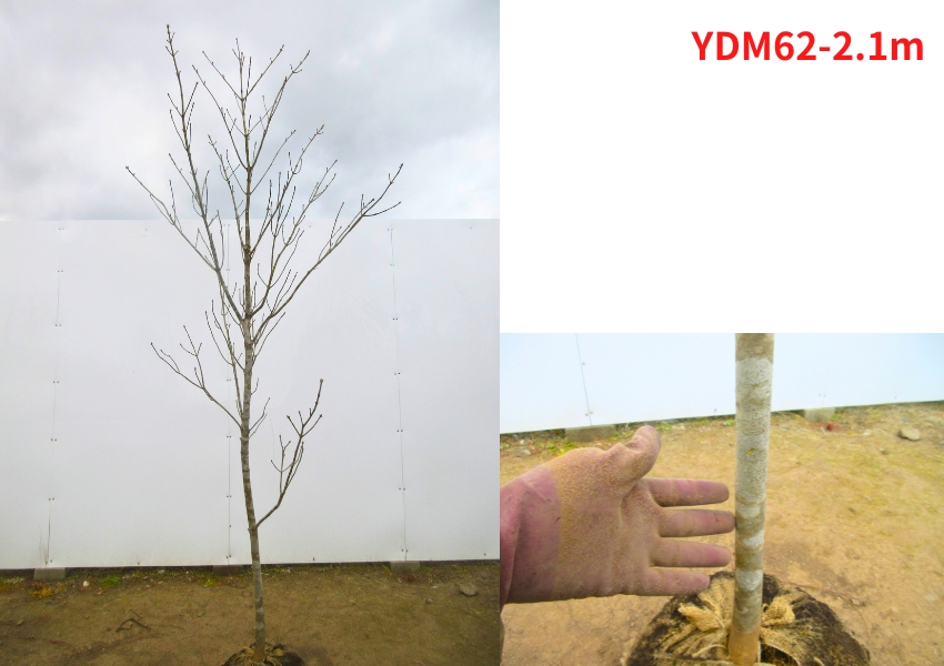 アオダモのおすすめ人気商品一覧 通販 - Yahoo!ショッピング