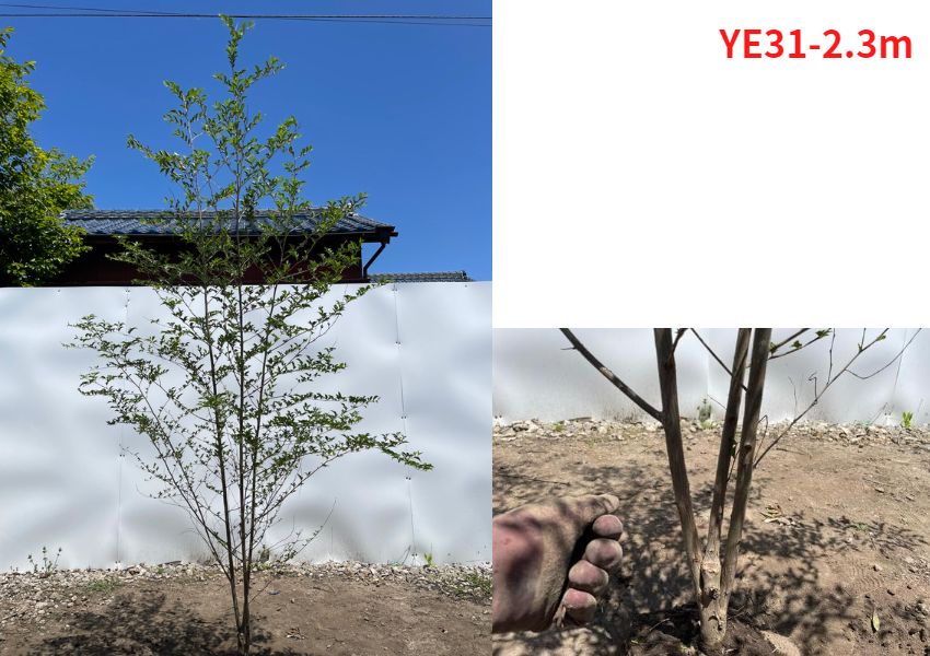 現品発送 エゴノキ 株立 樹高2.0-2.3m(根鉢含まず）シンボルツリー