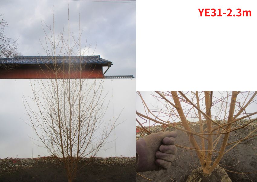 現品発送 エゴノキ 株立 樹高2.1-2.3m(根鉢含まず）シンボルツリー