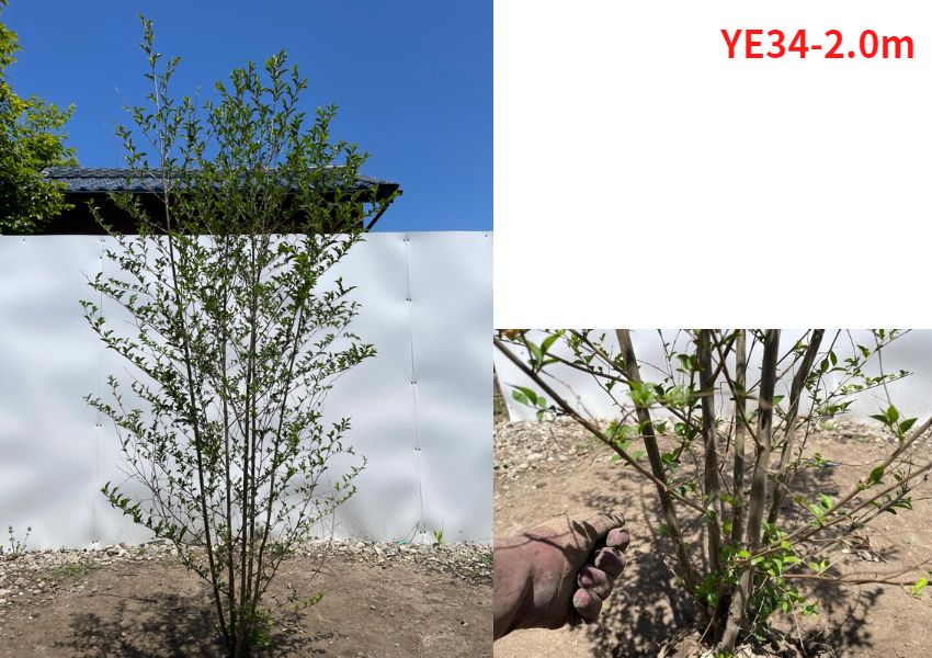 現品発送 エゴノキ 株立 樹高2.0-2.3m(根鉢含まず）シンボルツリー