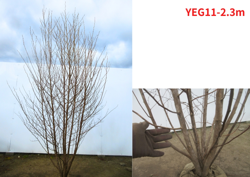 現品発送 エゴノキ 株立ち 樹高2.3-2.4m(根鉢含まず）白花 シンボル