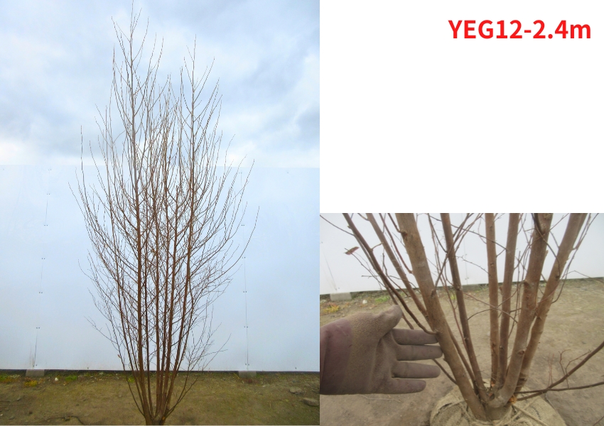 現品発送 エゴノキ 株立ち 樹高2.3-2.4m(根鉢含まず）白花 シンボル