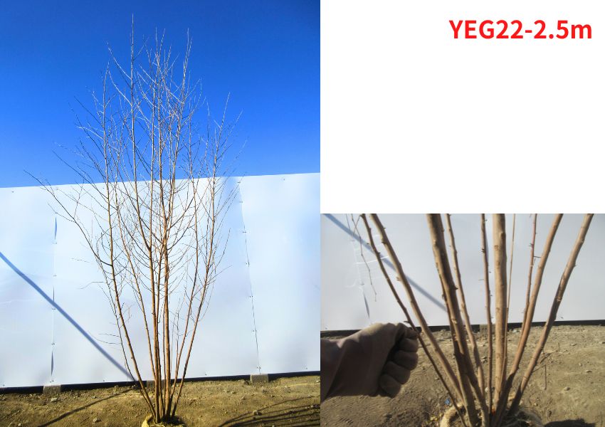 白樺　苗木　1.5メートル 落葉樹 青い鉢 植木 植木 盆栽 シンボルツリー 白樺」の人気商品一覧 | 安い商品を
