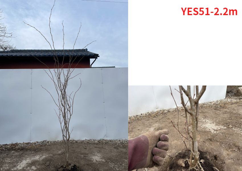 現品発送 フイリマルバノキ エナニシキ 樹高1.8-2.2m(根鉢含まず）恵那