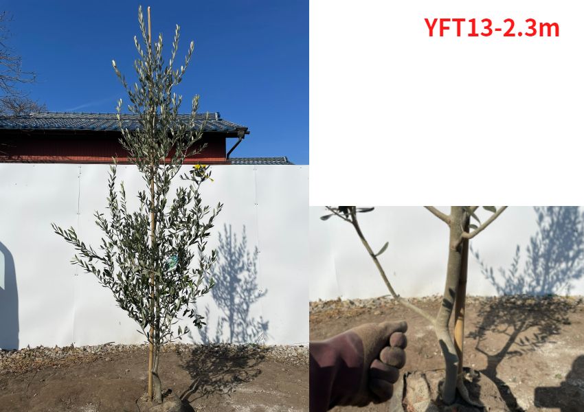 送料無料 オリーブの木(フラントイオ) 樹高2.1-2.5m(根鉢含まず） シンボルツリー 庭木 植木 常緑樹 常緑高木